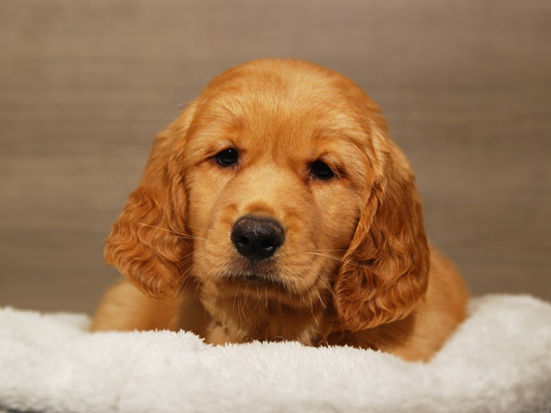 Golden Retriever Dog Female Gld 18162