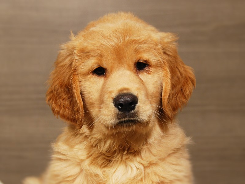 Golden Retriever Dog Female gldn 18163