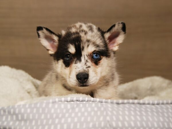 Pomsky DOG Female Bl mrl 18164 Petland Iowa City, Iowa