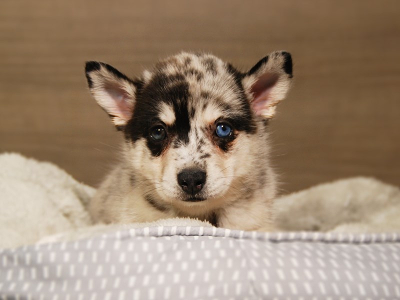 Pomsky Dog Female Bl mrl 18164
