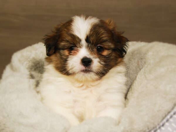 Shiranian DOG Male rd & wh 18165 Petland Iowa City, Iowa