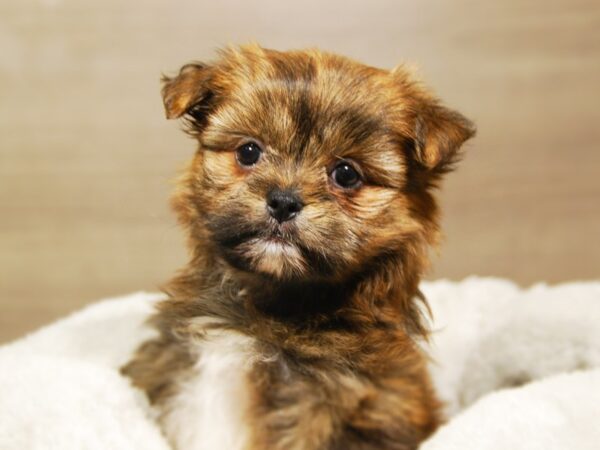 Shiranian-DOG-Female-sbl-18166-Petland Iowa City, Iowa