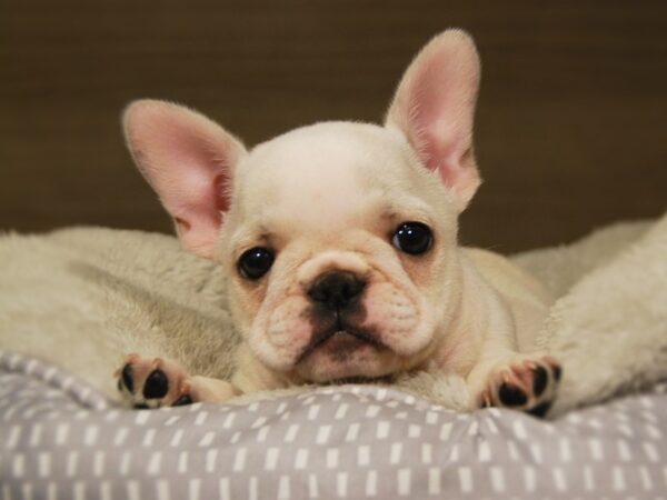 French Bulldog DOG Female cr 18168 Petland Iowa City, Iowa