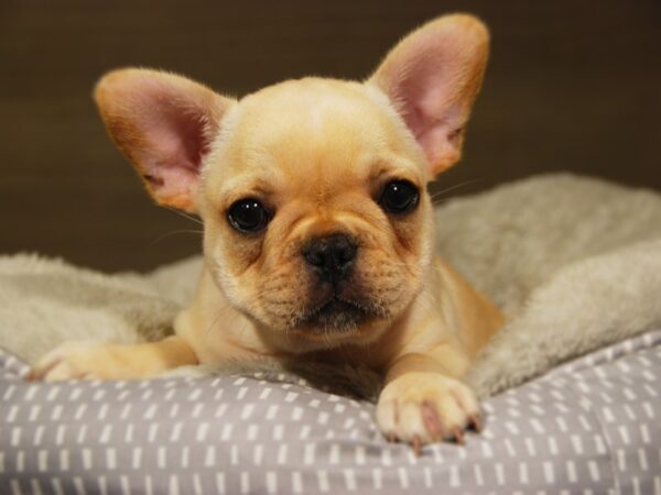 French Bulldog DOG Male cr 18169 Petland Iowa City, Iowa