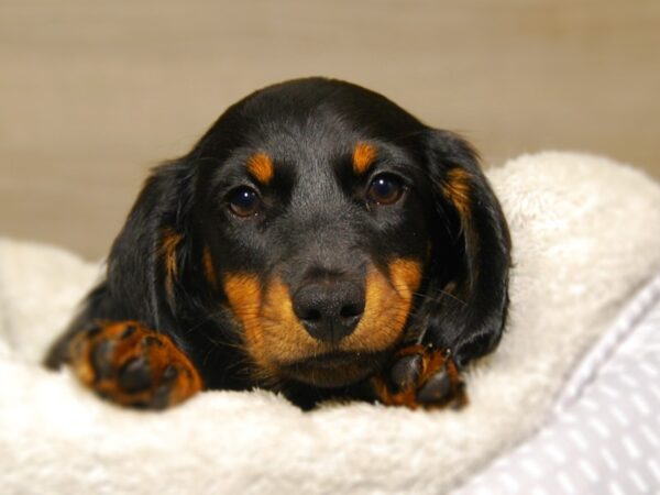 Dachshund-DOG-Male-Black / Tan-18171-Petland Iowa City, Iowa