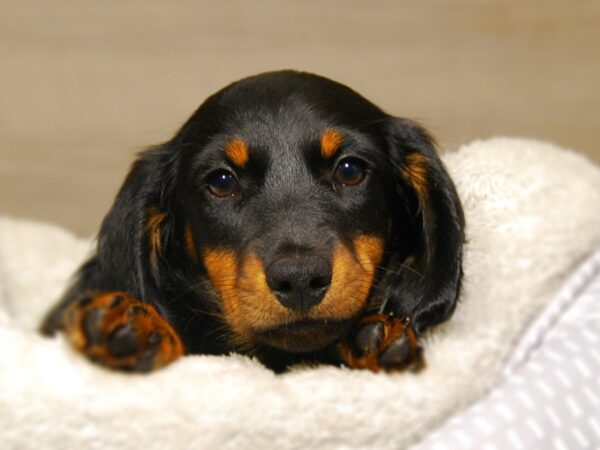 Dachshund DOG Male Black / Tan 18171 Petland Iowa City, Iowa