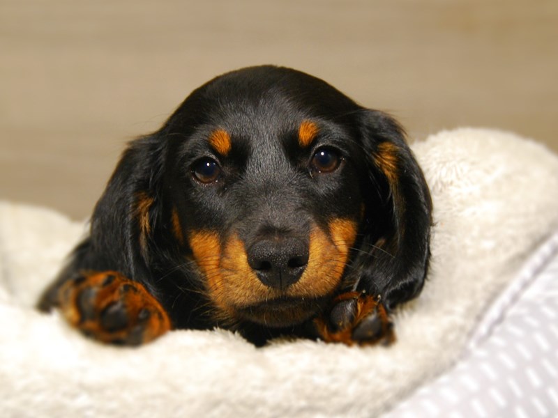 Dachshund Dog Male Black / Tan 18171