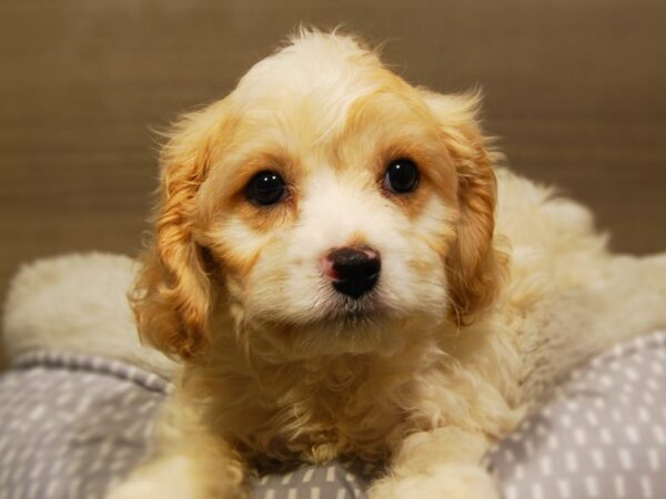 Cavachon-DOG-Female-Crm & Wht-18176-Petland Iowa City, Iowa