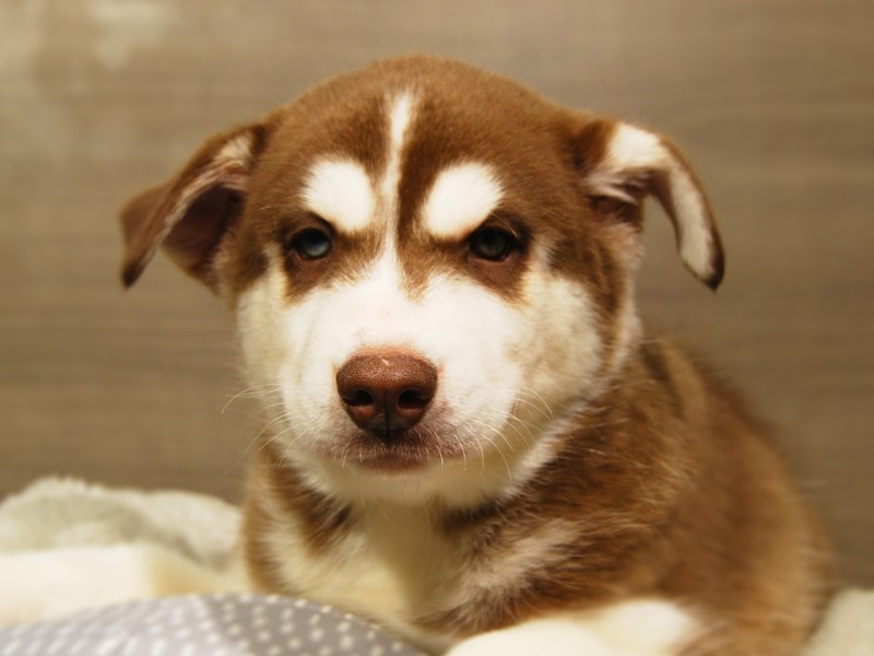 Siberian Husky Dog Male rd & wh 18167