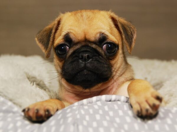 Pug DOG Female Apricot 18172 Petland Iowa City, Iowa