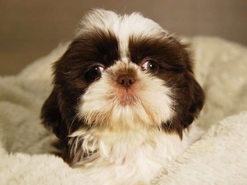 Shih Tzu Dog Female Chocolate / White 18173