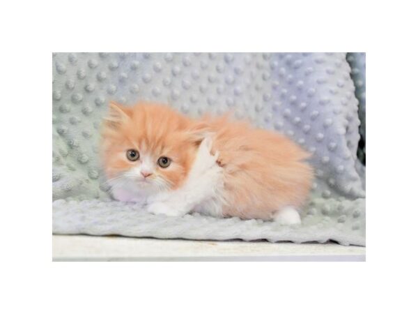 Exotic Short Hair CAT Female Orange / White 18182 Petland Iowa City, Iowa