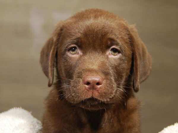 Labrador Retriever DOG Male Chocolate 18179 Petland Iowa City, Iowa