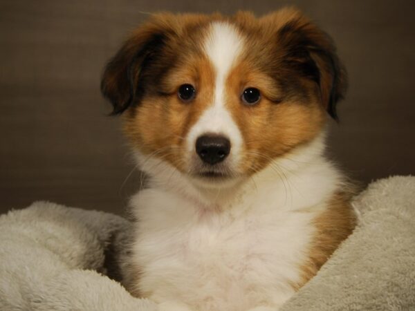 Shetland Sheepdog DOG Male Sable / White 18180 Petland Iowa City, Iowa