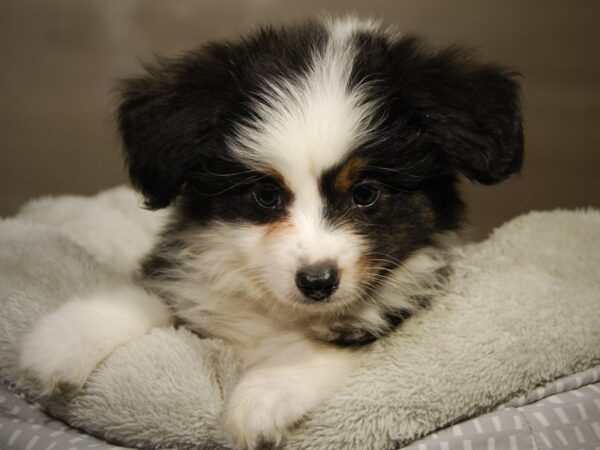 Australian Shepherd DOG Male Tri-Colored 18181 Petland Iowa City, Iowa