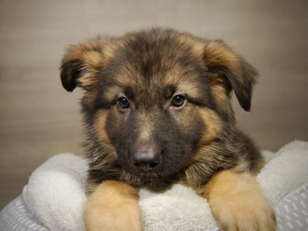 German Shepherd DOG Male Black / Tan 18183 Petland Iowa City, Iowa