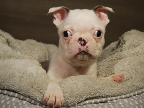 Boston Terrier DOG Male Blue / White 18170 Petland Iowa City, Iowa