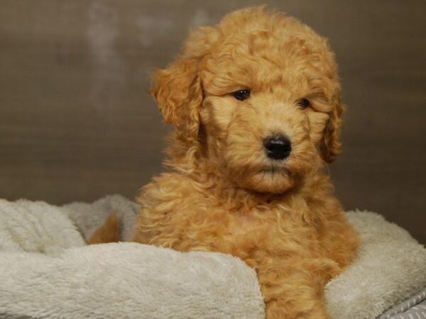 2nd Generation Goldendoodle DOG Female Gldn 18184 Petland Iowa City, Iowa