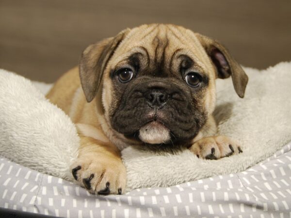 Bulldog/Mini Bulldog DOG Female Fwn, Blk Msk 18185 Petland Iowa City, Iowa