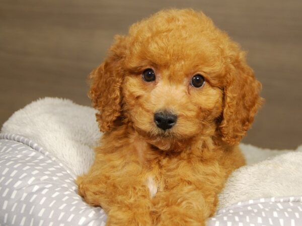 Goldendoodle Mini 2nd Gen DOG Female Golden 18177 Petland Iowa City, Iowa