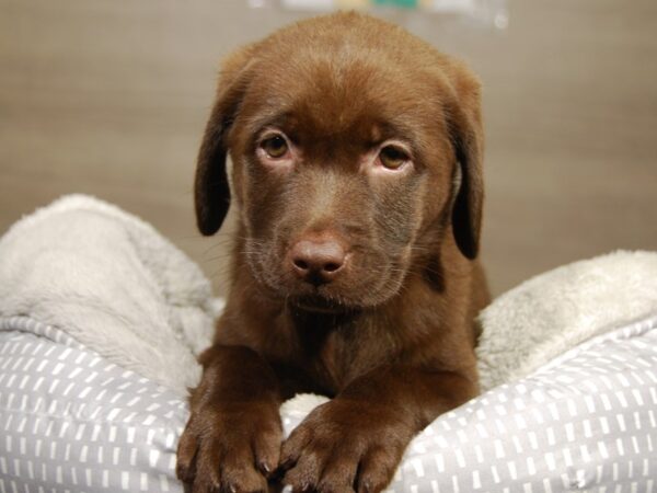 Labrador Retriever DOG Female Chocolate 18178 Petland Iowa City, Iowa