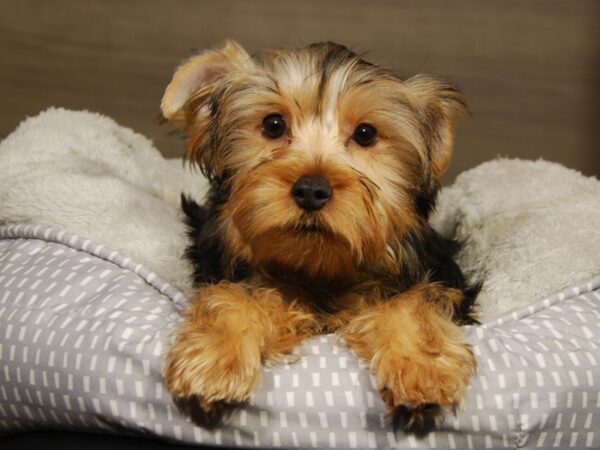 Yorkshire Terrier DOG Male Blk & Gld 18188 Petland Iowa City, Iowa