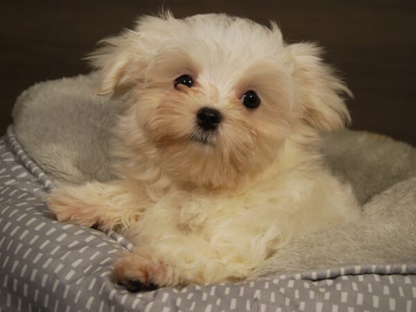 Maltese DOG Male Wht/ Blk pts 18190 Petland Iowa City, Iowa