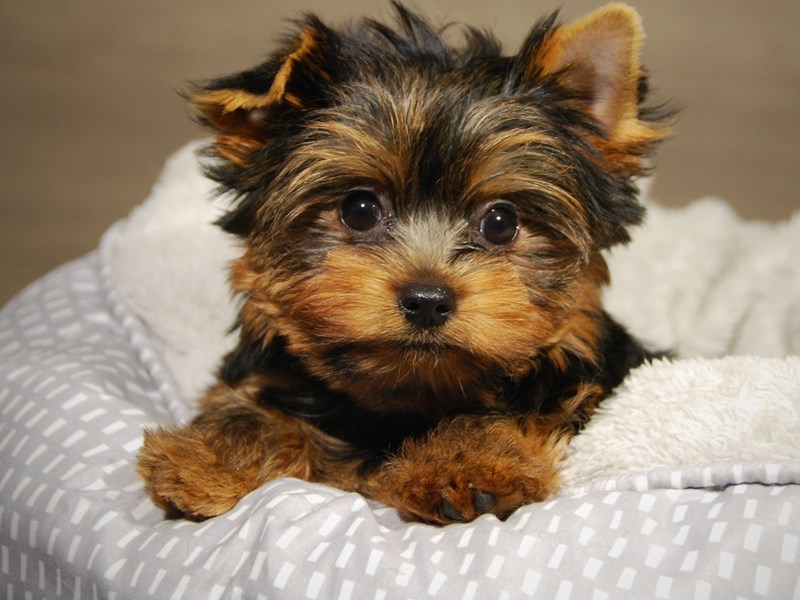 Yorkshire Terrier Dog Female Blk & Gld 18191