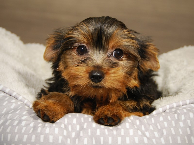 Yorkshire Terrier Dog Female Blk & Gld 18192