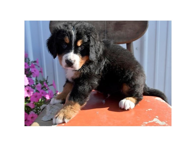 Bernese Mountain Dog Dog Male Black Rust / White 18195