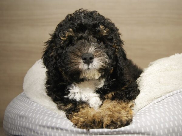 Bernadoodle Mini DOG Male Black Rust / White 18175 Petland Iowa City, Iowa