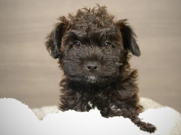 Boston Terrier/Poodle Dog Male Blk 18187 Petland Iowa City, Iowa