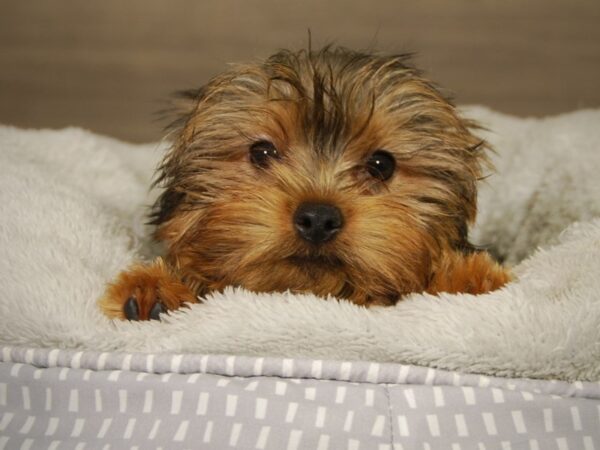 Yorkshire Terrier DOG Male Blk & Gld 18189 Petland Iowa City, Iowa