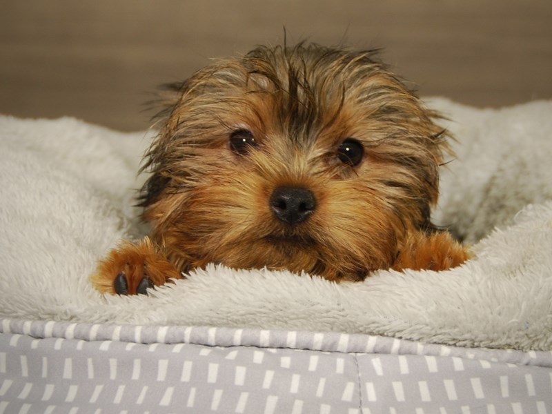 Yorkshire Terrier Dog Male Blk & Gld 18189