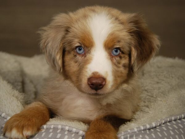 Australian Shepherd Dog Female Red / White 18194 Petland Iowa City, Iowa