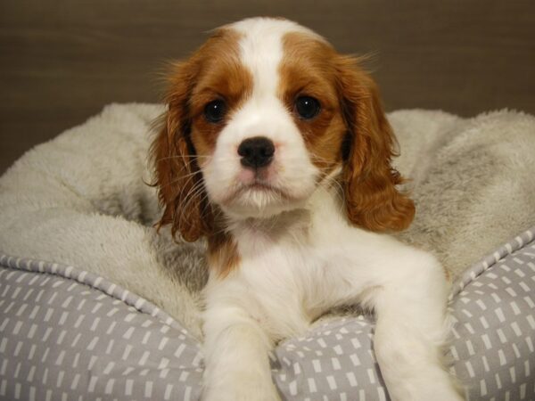 Cavalier King Charles Spaniel DOG Female Blenheim 18196 Petland Iowa City, Iowa