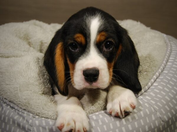 Cavalier King DOG Male Tri-Colored 18198 Petland Iowa City, Iowa