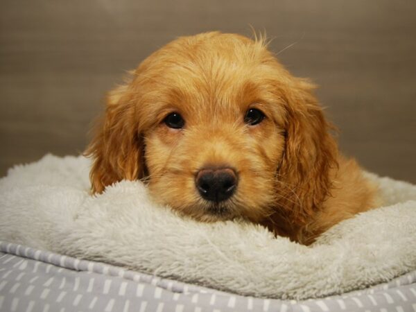 Goldendoodle Mini DOG Male gldn 18199 Petland Iowa City, Iowa