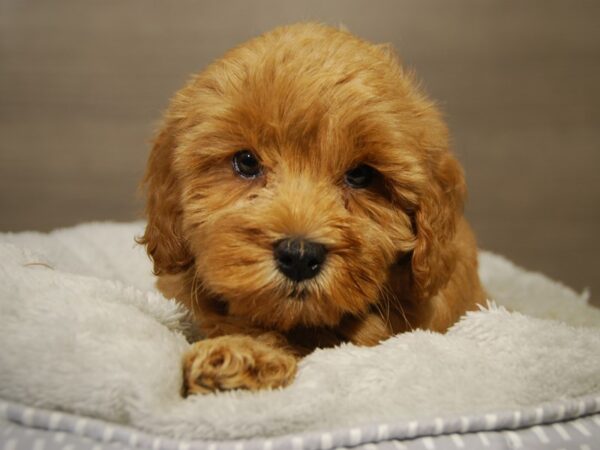 Goldendoodle Mini DOG Female gldn 18200 Petland Iowa City, Iowa