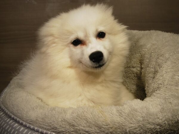 American Eskimo DOG Female White 18193 Petland Iowa City, Iowa