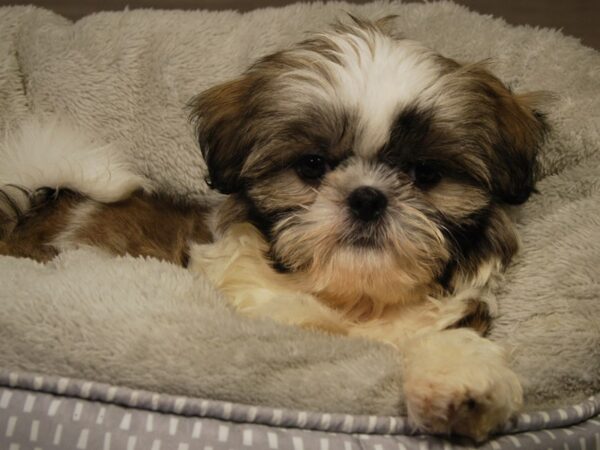 Shih Tzu DOG Female Brwn & Wht 18201 Petland Iowa City, Iowa