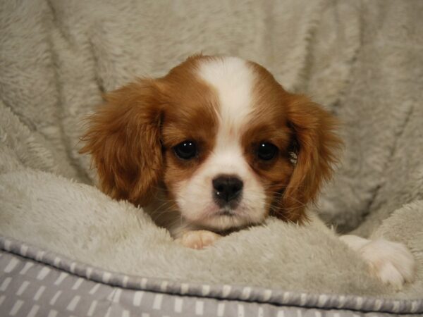 Cavalier King Charles Spaniel DOG Female Blenheim 18202 Petland Iowa City, Iowa