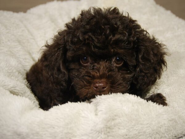 Schnoodle-DOG-Female-Chocolate-18208-Petland Iowa City, Iowa