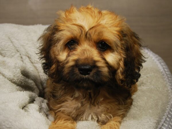 Cock A Poo-DOG-Female-Sbl-18210-Petland Iowa City, Iowa