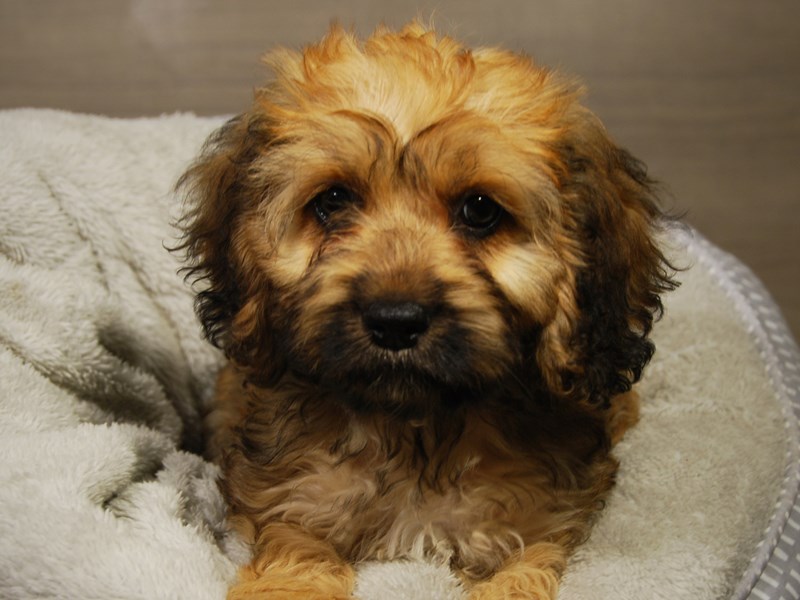 Cock A Poo Dog Female Sbl 18210
