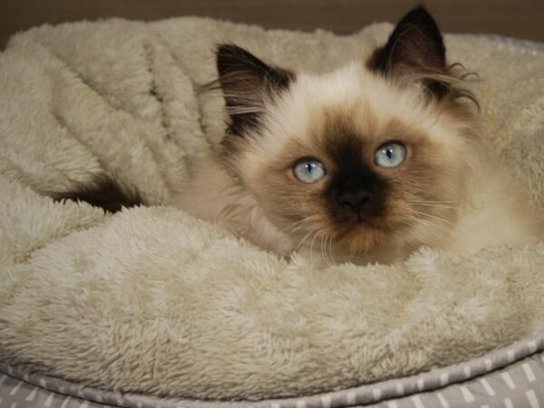 Ragamuffin CAT Male 18213 Petland Iowa City, Iowa