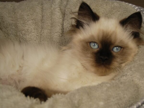 Ragamuffin-CAT-Male--18214-Petland Iowa City, Iowa