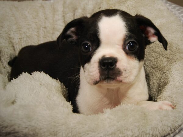 Boston Terrier DOG Male Blk & Wht 18216 Petland Iowa City, Iowa