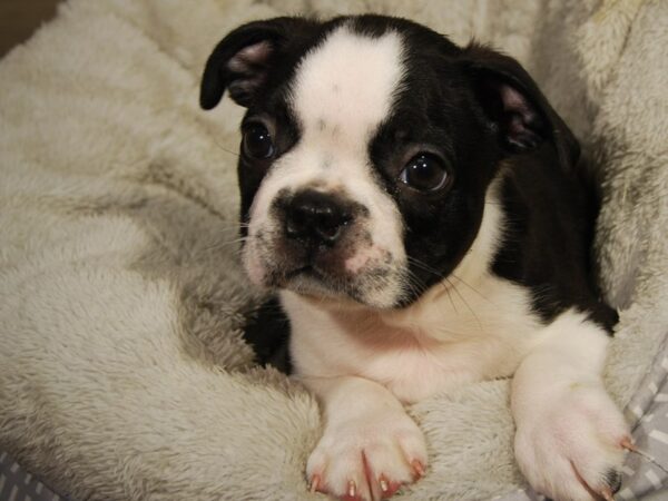 Boston Terrier Dog Male Blk & Wht 18217 Petland Iowa City, Iowa