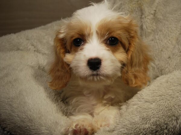 Cavachon-DOG-Female--18218-Petland Iowa City, Iowa